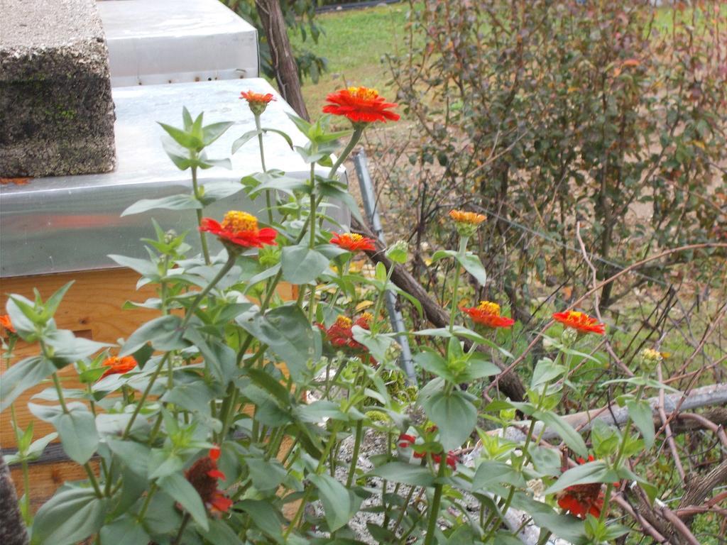 Guesthouse Feel Lake Virpazar Extérieur photo